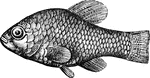 79 illustrations of fish including: carp, catfish, charr, chub, cigarfish, coalfish, cobia, cod, corsair, cottus, cowfish, crappie, croaker, cunner, dab, dace, darter, dealfish, dogfish, dragonet, and drum