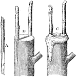 This illustration shows a method of cleft grafting. Part A shows the scion, B, the scions inserted in the cleft, C, the stub and scions waxed.