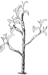 This illustration shows a tree that has had its branches grafted.