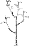 This illustration shows a tree that has been both body and branch-budded.