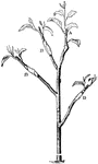 This illustration shows a tree that has been both branch-budded and grafted. Buds inserted in August. Bud on A lived. Buds on B, B, and B died, and these branches were grafted the following spring.