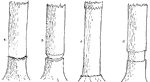 This illustration shows the different methods of girdling trees: a, back girdled; b, girdled to heartwood; c, hack girdled and peeled; d, belt girdled.