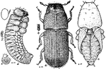 This illustration shows the destructive pine-bark beetle: a, adult beetle, enlarged; b, adult, natural size; c, pupa, enlarged; d, larva, enlarged; e, young larva, enlarged; f, egg, enlarged; g, larva, natural size.