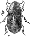 This is an illustration of the pine-destroying beetle of the Black Hills; a, adult beetle, enlarged; b, adult beetle, natural size.