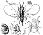 This illustration shows a Blastophaga grossorum: a, adult female with wings extended, seen from above; b, female not yet entirely issued from pupal skin and still contained in gall; c, antenna of female; d, head of female from below; e, adult male; f, the same-all greatly enlarged.