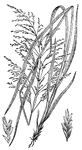This illustration shows a section of Manna grass.