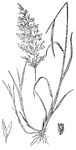 This illustration shows a portion of switchgrass. It is a warm-season plant and it is one of the dominany species of the central North America tallgrass prairie. Switchgrass can be found in remnant prairies, along roadsides, pastures or as an ornamental in gardens.