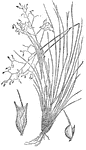 This is an illustration of the Indian Millet plant. It is native to Nevada and Utah in the southwestern United States.