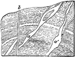 This illustration shows two very irregular veins. a represents regular veins, whereas b shows an intersecting irregular vein.