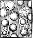 This illustration shows a rock made up of rounded concretions, having a concentric structure.
