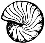This illustration shows the calcareous shell Fusulina cylindrica. These shells are mostly very small, and yet through their abundance they have been very important in limestone-making.