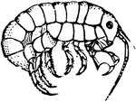 Amphipoda include over 7000 described species of small, shrimp-like crustaceans. Most amphipods are marine, although a few live in freshwater or are terrestrial.