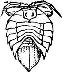 Isopods are one of the most diverse orders of Crustaceans, with many species living in all environments, and are common in shallow marine waters.