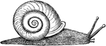 Helix refers to a genus of snails. They are generally found in cool, damp environments, as they easily suffer from moisture loss.