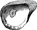 Oysters grow for the most part in marine or brackish water. Inside a usually highly calcified shell is a soft body.