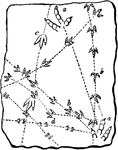 This illustration shows the three-toed tracks of birds and reptiles.