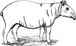 This illustration shows the largest of the four species of tapir and the only one native to Asia. The animal is easily identified by its markings, most notably the light-colored "saddle" which extends from its shoulders to its rump.