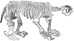 This is a skeleton of the Megatherium. Megatheria were a group of elephant-sized ground sloths that lived from 2 million to 8,000 years ago. Their smaller ground sloth cousins were the Mylodon.