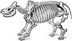 This is an illustration of the skeleton of a Rhinoceros.