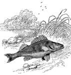 This is an illustration of the Yellow Perch. A perch is a freshwater bony fish belonging to the family Osteichthyes.