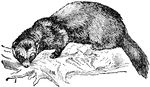 One of the Mustelinae, akin to the marten, but with a broader head, a blunter snout, and a much shorter tail. It has a shorter neck and a stouter body than the weasel.