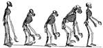 This illustration shows the skeletons of Anthropid Apes compared with that of Man.