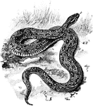 A venemous Indian serpent.