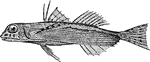 A flying fish with extremely large wing like pectoral fins divided into two portions.