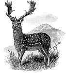 A common European deer.