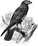 They have circular nostrils with a central tubercle; the plumage of the adult is black with a white basal bar on the tail; the produced cere and naked sides of the head are reddish.