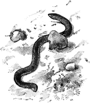A book name of the serpent like lizards of the genus Acontias, translating the generic term: so called from the manner in which is darts upon its prey.