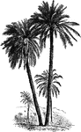 A common name for palm tree.
