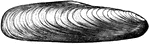 A mussel shell of the stone&mdash;boring genus Lithodomus.