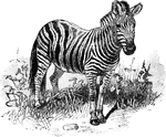 A very beautiful animal, resembling te quagga in some respects, but having the coloring of a zebra.