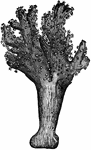 A hand&mdashlike coral: so called from its pale hand like tubers.