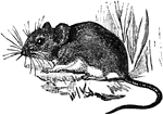 It is about 4 inches long with a long scaly tail and enlarged hind quarters and hind feet, allowing them to jump several feet in lengths.