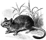 A South American hystricomorphic rodent.