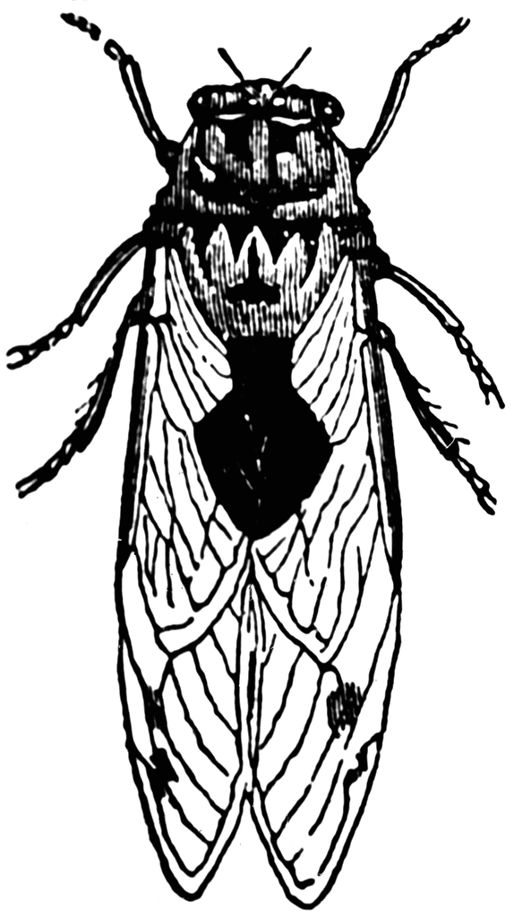 Cicada | ClipArt ETC