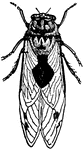 The popular and generic name of certain insects belonging to the order Hemiptera, suborder Homopotera, of many species.