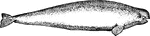 A whale about 12 feet in length and whit ein color. Has a slightly projecting snout.