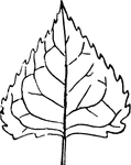 A trowel or triangular shaped leaf.