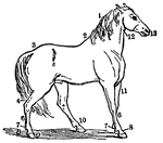 A horse, with names of parts. 1, crest; 2, withers; 3, croup; 4, hamstring; 5, hock; 6, cannon; 7, fetlock; 8, pastern; 9, hoof; 10, coronet; 11, arm; 12, gullet; 13, muzzle.