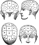 The term applied to the psychological theories of Gall and Spurzheim, founded upon 1, the discovery that the brain, as the organ of the mind, is not so much a single organ as a complex congeries of organs; and 2, observations as to the existence of a certain correspondence between the aptitudes of the individual and the configuration of his skull.