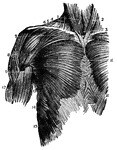 A frontal view of the chest muscles. 1, sterno-hyoid; 2, sterno-mastoid; 3, sterno-thyroid; 4, sterno-mastoid; 5, trapezius; 6, clavicle; 7, origin pectoralis major; 8, deltoid; 9, lower edge pectoralis major; 10, middle pectoralis major; 11, fibres external oblique; 12, biceps; 13, teres major; 14, serratus major anticus; 15, external oblique interlocking with serratus major.