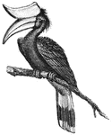 The hornbill family are remarkable for the very large size of the beak, and the large protuberance that sits atop it. The upper protuberance is hollow and serves as a sounding board to cause reverberations when the bird cries out.