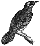The Momots are birds still very imperfectly known. They are placed by systematists near the Toucans because of their tongue structure, (Figuier, 1869)