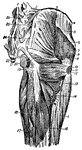 The muscles of the rear thigh. 1, fifth lumbar vertebra; 2, ilio-lumbar ligament; 3, crest of ilium; 4, anterior superior spinous process; 5, origin of fascia femoris; 6, gluteus medino; 7, its lower and anterior portion; 8, pyriformis; 9, gemini; 10, trochanter major; 11, insertion gluteus medius; 12, quadratus femoris; 13, adductor magnus; 14, insertion gluteus maximus; 15, vastus extensus; 16, long head biceps; 17, semimembranous; 18, semitendinosus; 19, tuber ischii; 20, obturator internus; 21, point of coccyx; 22, posterior coccygeal ligament; 23, 24, great sacro-sciatic ligament; 25, posterior superior spinous process; 26, posterior sacro-iliiac ligaments.
