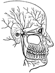 The distribution of nerves on the side of the face.