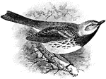 A small bird usually 4 to 6 inches in length with endless varied in coloration, migratory, insectivorous, and usually nesting in trees and bushes.