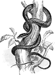 A tree snake of the dendrophis genus coiiled around a tree trunk.